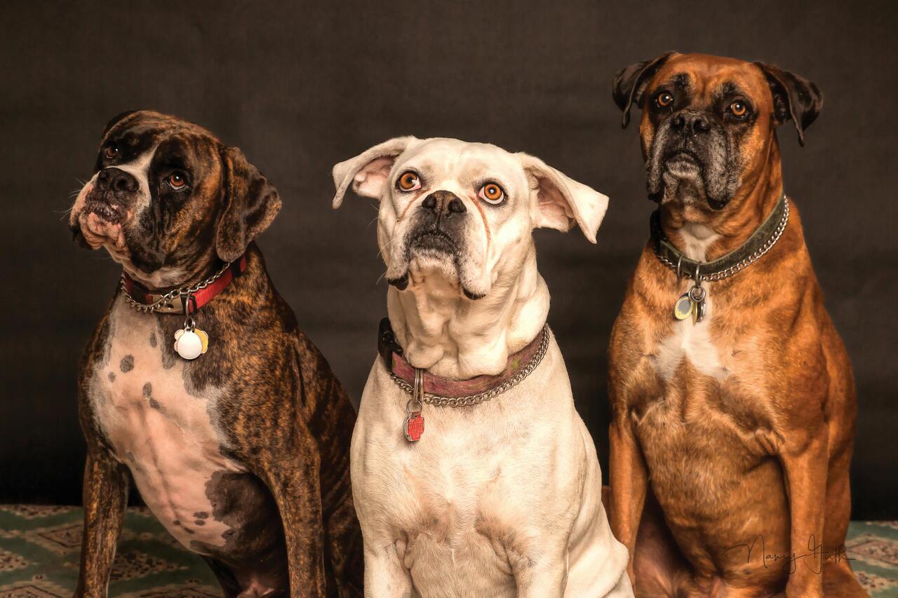 Arneses vs. Collares: ¿Cuál es la Mejor Opción para tu Perro?